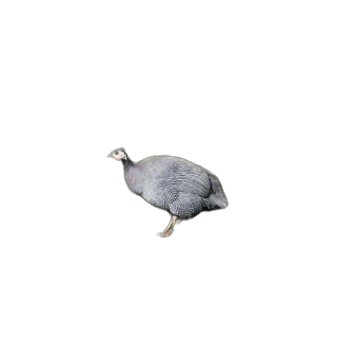 animal, creature, hat, food transparent PNG cut-out