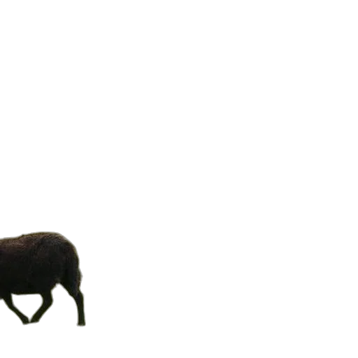 animal, creature, weapon, hair transparent PNG cut-out
