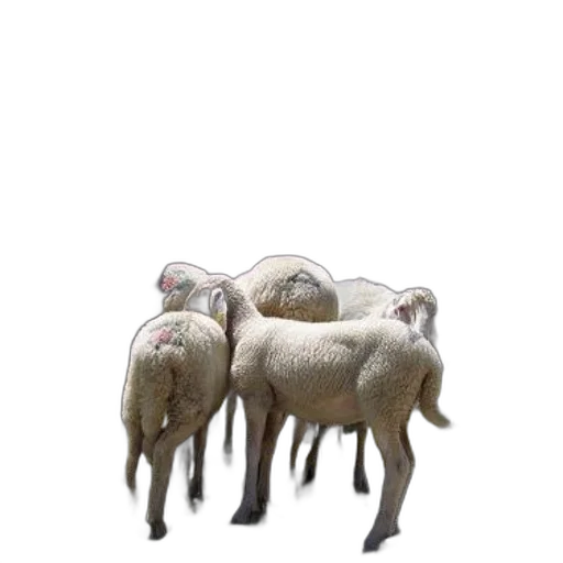 animal, dress, furniture, creature, 3d render, concept art, photorealistic, sheep transparent PNG cut-out
