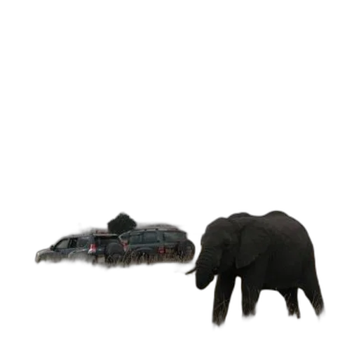 animal, creature, shoes, hair, 3d render, concept art, pixel art, photorealistic transparent PNG cut-out
