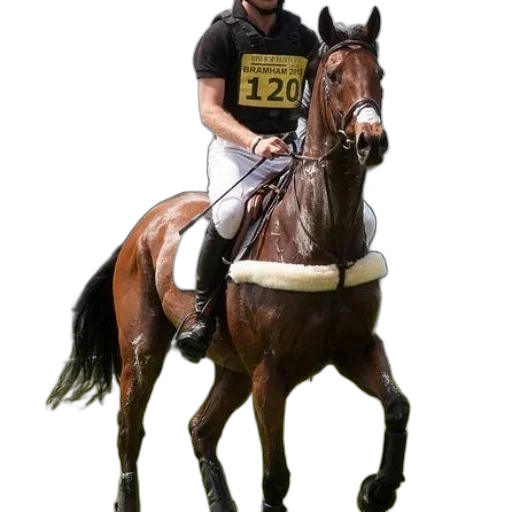 animal, staff, photorealistic, concept art, rider, horse, number, 120 transparent PNG cut-out