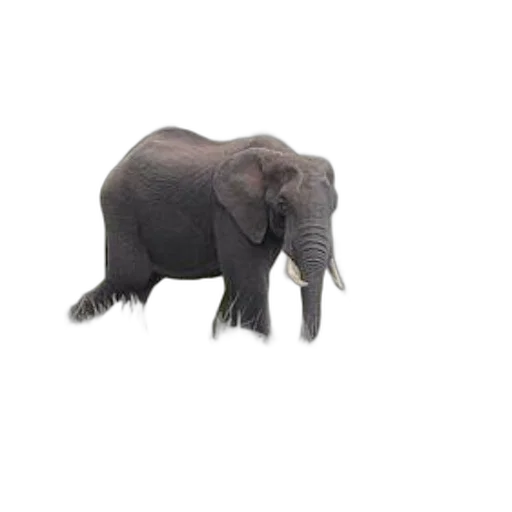 animal, creature, staff, hat, photorealistic, 3d render, concept art, majestic transparent PNG cut-out