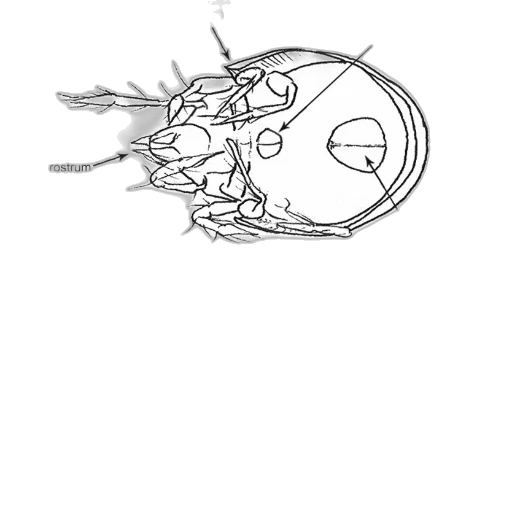 mask, crown, dragon, face, concept art, pencil sketch, 3d render, comic book art transparent PNG cut-out