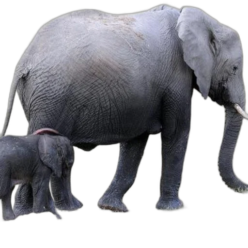 animal, creature, staff, hat, concept art, photorealistic, 3d render, mother transparent PNG cut-out