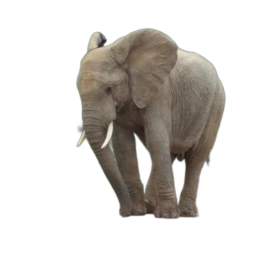 animal, creature, staff, weapon transparent PNG cut-out