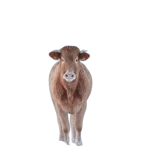 animal, creature, face, hair transparent PNG cut-out