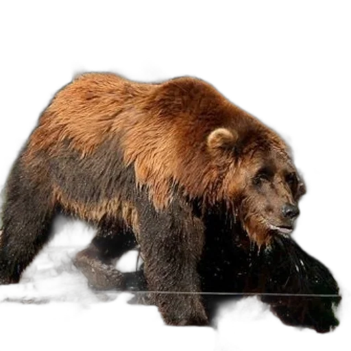 animal, creature, photorealistic, concept art, 3d render, grizzly, bear, stands transparent PNG cut-out