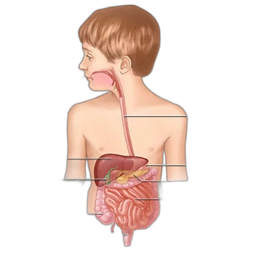 food, anatomical, illustration, human transparent PNG cut-out