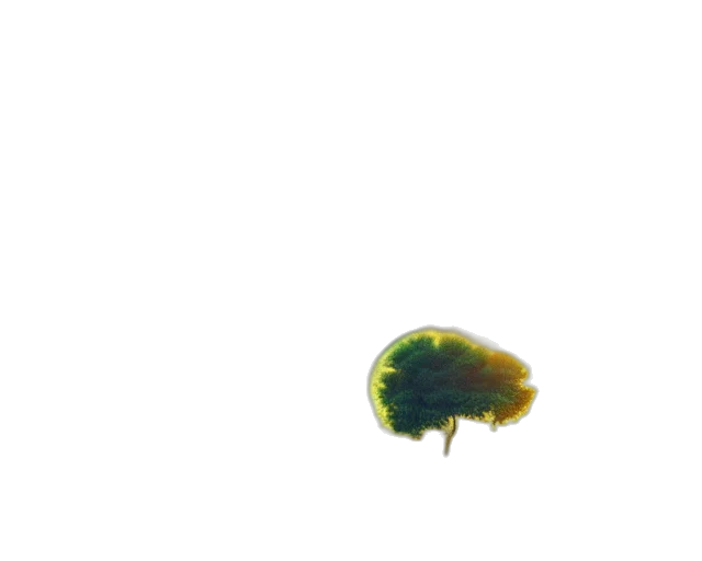 animal, creature, hair, crown transparent PNG cut-out