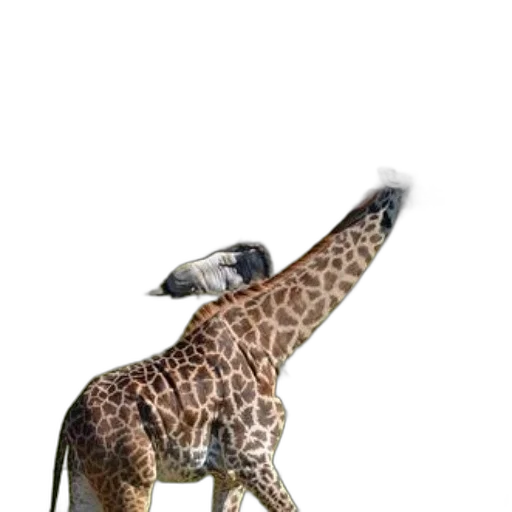 animal, staff, creature, hat, photorealistic, 3d render, concept art, fantasy art transparent PNG cut-out