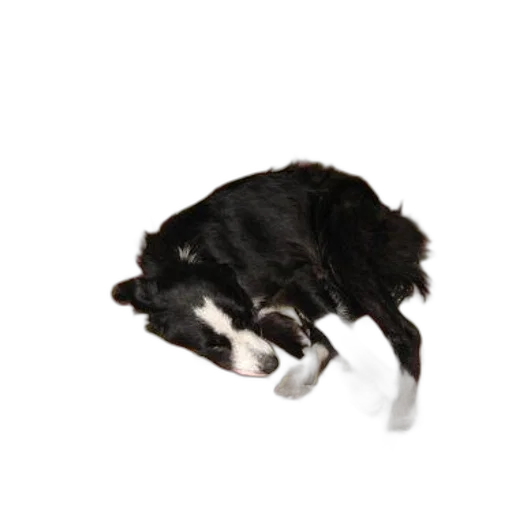 animal, staff, creature, shoes, photorealistic, 3d render, black, white transparent PNG cut-out