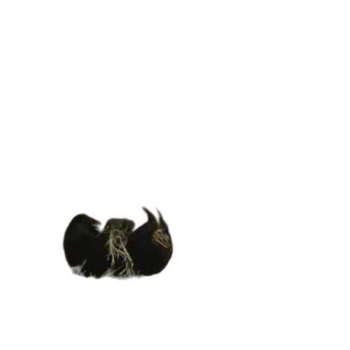 animal, hair, hat, jewelry, photorealistic, 3d render, concept art, pixel art transparent PNG cut-out