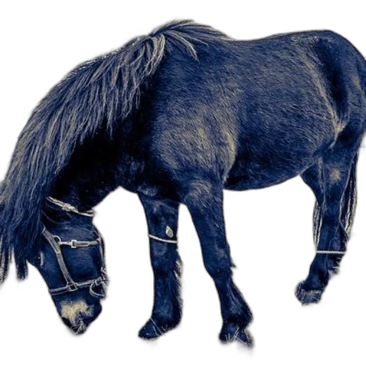 animal, creature, hair, crown, photorealistic, 3d render, concept art, black transparent PNG cut-out