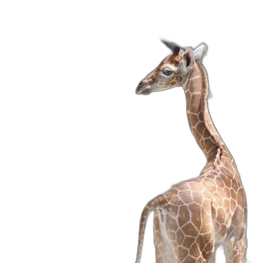 animal, creature, dragon, staff transparent PNG cut-out