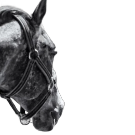 animal, crown, mask, face, photorealistic, black-and-white, photo, horse transparent PNG cut-out
