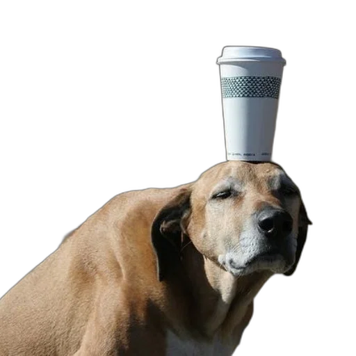 hat, animal, staff, crown transparent PNG cut-out