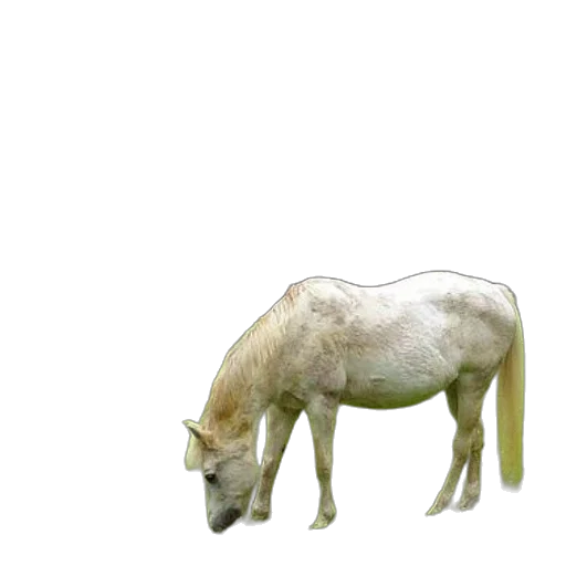 animal, creature, dragon, food, 3d render, photorealistic, concept art, pixel art transparent PNG cut-out