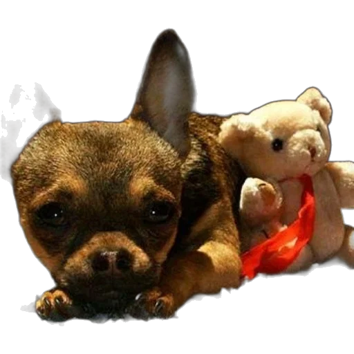 animal, staff, creature, photorealistic, 3d render, small, brown, dog transparent PNG cut-out