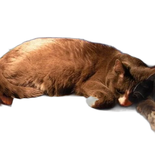 animal, creature, staff, hair, photorealistic, 3d render, concept art, cat transparent PNG cut-out