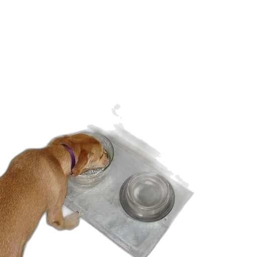 food, animal, bottle, creature, photorealistic, 3d render, dog, eats transparent PNG cut-out