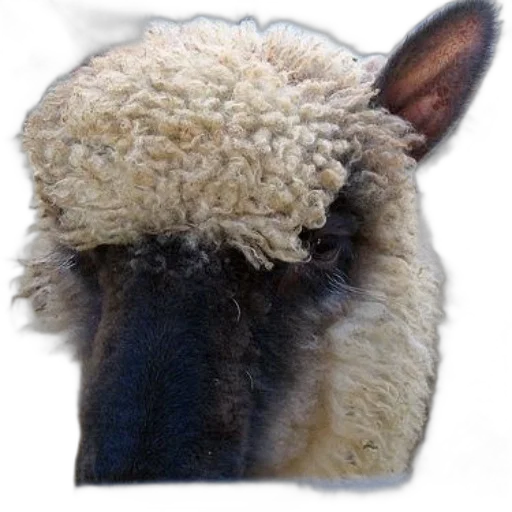 hat, animal, face, mask, photorealistic, sheep, tag, ear transparent PNG cut-out