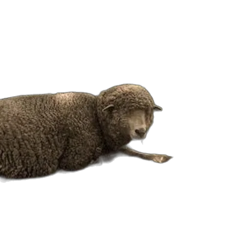 animal, creature, hair, food, 3d render, concept art, photorealistic, sheep transparent PNG cut-out