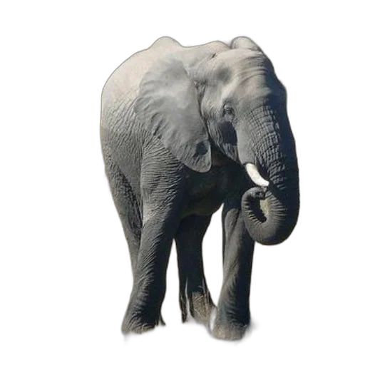 animal, creature, staff, face, 3d render, photorealistic, concept art, pixel art transparent PNG cut-out