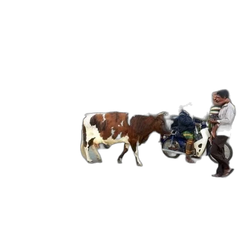 animal, car, staff, robot transparent PNG cut-out