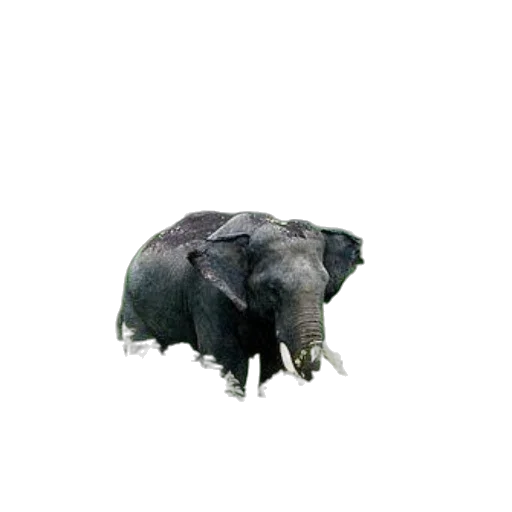 animal, creature, hat, mask, 3d render, concept art, photorealistic, pixel art transparent PNG cut-out