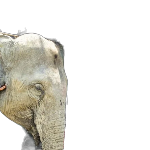 animal, creature, face, mask, photorealistic, 3d render, elephant, stands transparent PNG cut-out