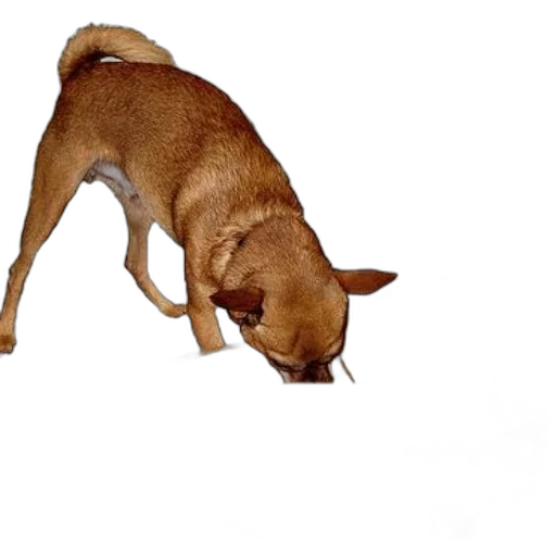 animal, staff, creature, weapon, photorealistic, 3d render, concept art, small transparent PNG cut-out