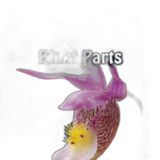 animal, flower, jewelry, staff, photorealistic, concept art, 3d render, fantasy art transparent PNG cut-out