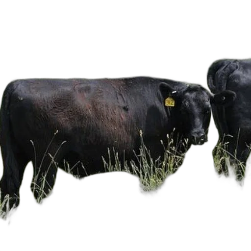 animal, food, photorealistic, 3d render, concept art, oil painting, two, black transparent PNG cut-out