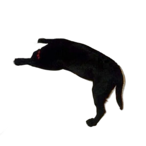animal, staff, creature, dragon, 3d render, photorealistic, concept art, black transparent PNG cut-out