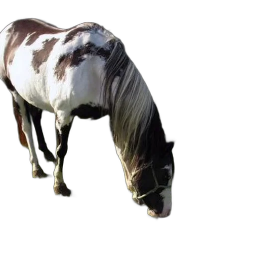 animal, creature, jacket, hair, photorealistic, 3d render, concept art, oil painting transparent PNG cut-out