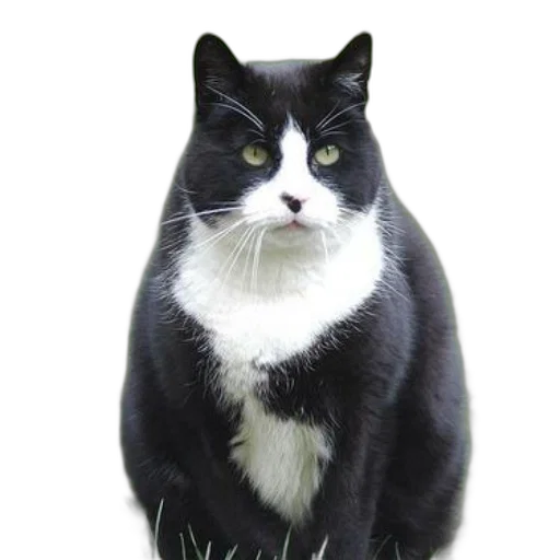 animal, staff, creature, crown, photorealistic, black, white, cat transparent PNG cut-out
