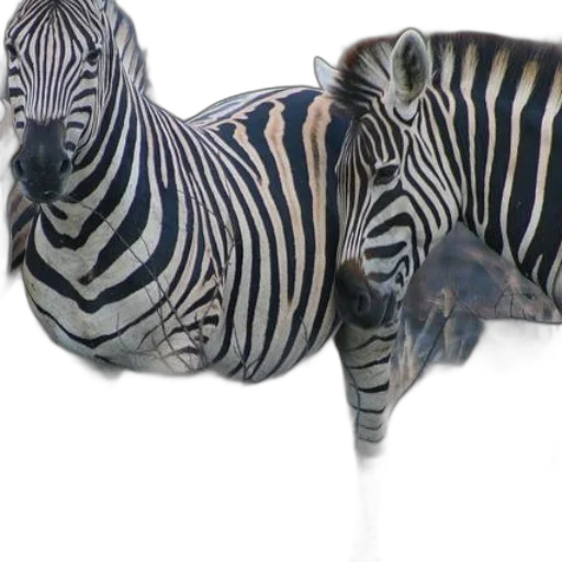 animal, creature, jewelry, furniture transparent PNG cut-out