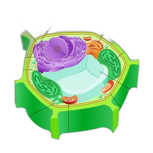 food, furniture, jewelry, 3d render, concept art, underwater, outer space, green transparent PNG cut-out