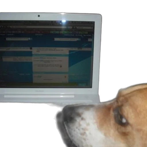 staff, dog, looking, laptop, screen, web, page, open transparent PNG cut-out