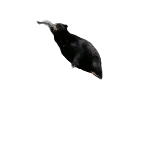 animal, creature, hat, dragon, 3d render, photorealistic, concept art, pixel art transparent PNG cut-out