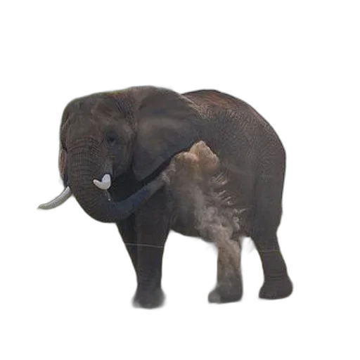 animal, creature, staff, weapon, 3d render, photorealistic, concept art, oil painting transparent PNG cut-out