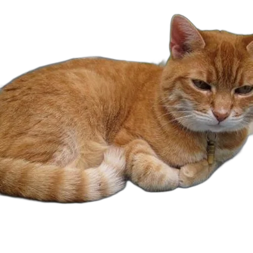 animal, staff, creature, hat, photorealistic, 3d render, ginger, cat transparent PNG cut-out