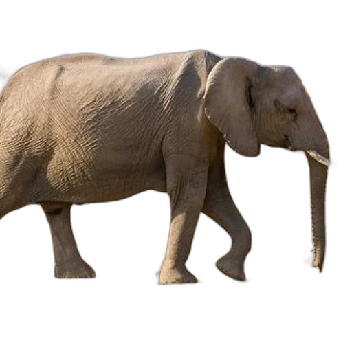 animal, creature, staff, weapon, concept art, photorealistic, 3d render, earth tones transparent PNG cut-out