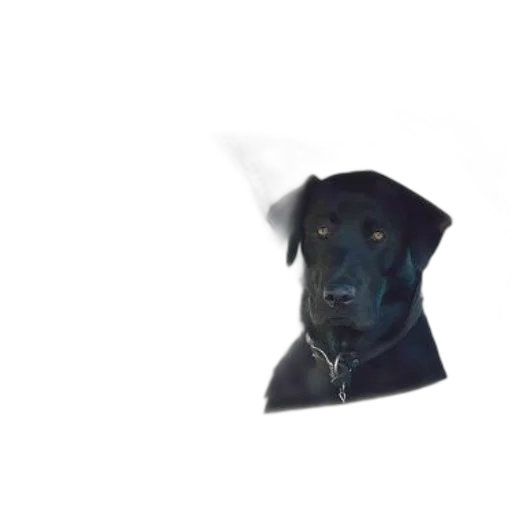 staff, hat, animal, umbrella, photorealistic, 3d render, black, dog transparent PNG cut-out