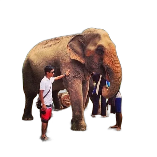 animal, staff, creature, umbrella, concept art, photorealistic, 3d render, oil painting transparent PNG cut-out
