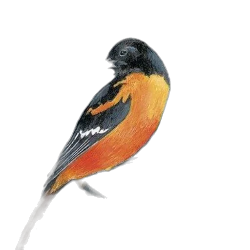 animal, staff, jewelry, watercolor, photorealistic, oil painting, concept art, cover transparent PNG cut-out