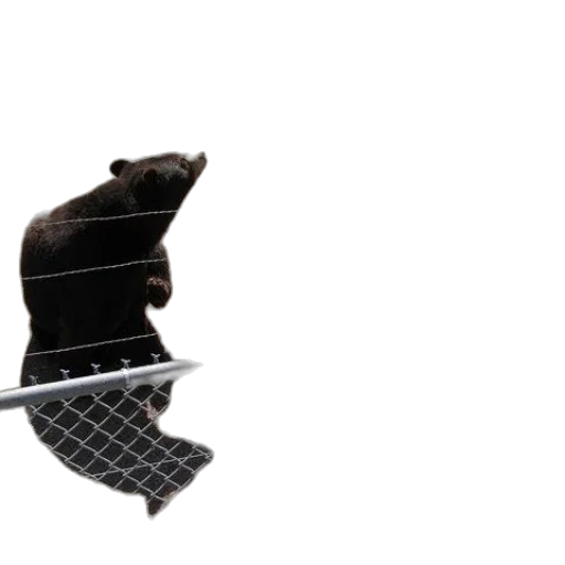 hat, shoes, weapon, animal, 3d render, concept art, two, black transparent PNG cut-out
