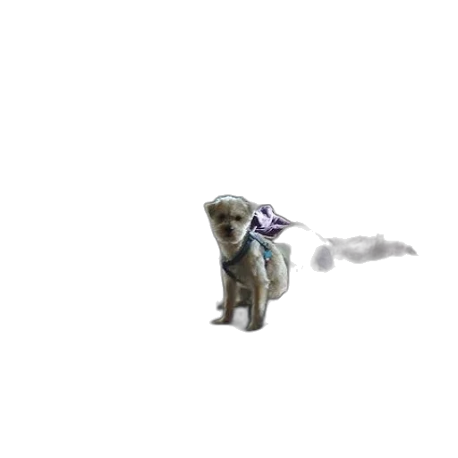 creature, animal, staff, dragon, pixel art, concept art, 3d render, fantasy art transparent PNG cut-out