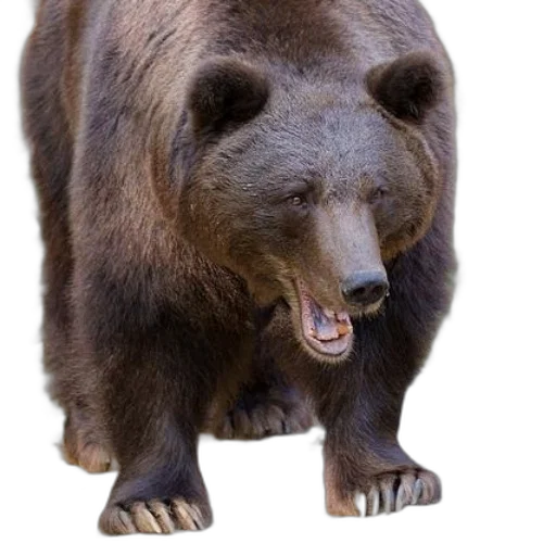 animal, creature, face, photorealistic, concept art, 3d render, brown, bear transparent PNG cut-out