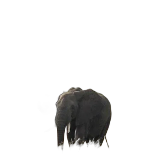 animal, creature, hair, hat, concept art, photorealistic, 3d render, majestic transparent PNG cut-out